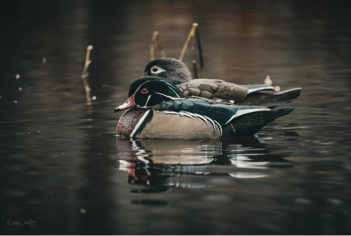 Birding North Vancouver